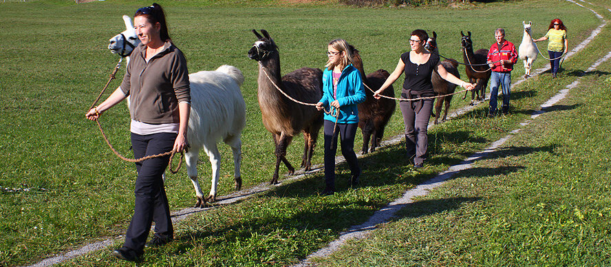 lama tour kirchzarten